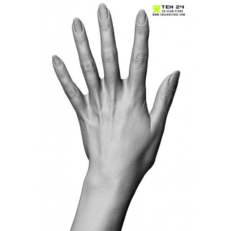 Female Hand 02 Fingers Straight | 인체 | Pinterest | Finger and ... Female Hand Anatomy, Female Hands Reference, Female Hand Reference, Anatomy Body Parts, Arm Anatomy, Hand Anatomy, Female Anatomy Reference, Male Anatomy, Female Hands