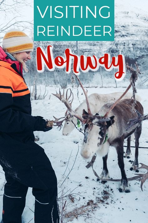 Reindeer sledding and feeding reindeer in Tromsø, Norway Feeding Reindeer, Norway Reindeer, Things To Do In Norway, Real Reindeer, Tromsø Norway, Norway Travel Guide, Sled Ride, Tromso Norway, Arctic Landscape