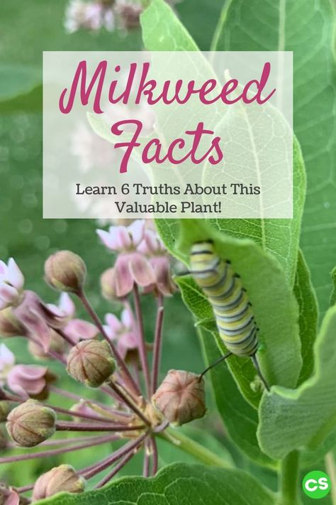 Milkweed Uses, Milkweed Benefits, Milkweed Garden, Planting Milkweed, Raising Monarch Butterflies, Milkweed Flower, Common Milkweed, Learning Garden, Raising Butterflies