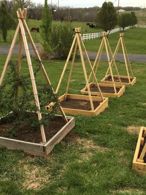 Berry tee-pees! For blackberries, boysenberries, etc Blackberry Trellis, Grape Trellis, Growing Raspberries, Berry Garden, Berry Bushes, Garden Vines, Survival Gardening, Veg Garden, Diy Garden Projects