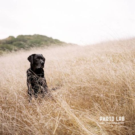 It can be tough to get great photos of black pets, but not if you keep these 5 simple things in mind. Pet Photography Tips, Labrador Noir, Dogs Black, Black Dogs, Cats Black, Photos With Dog, How To Photograph, Dog Photoshoot, Black Lab Puppies