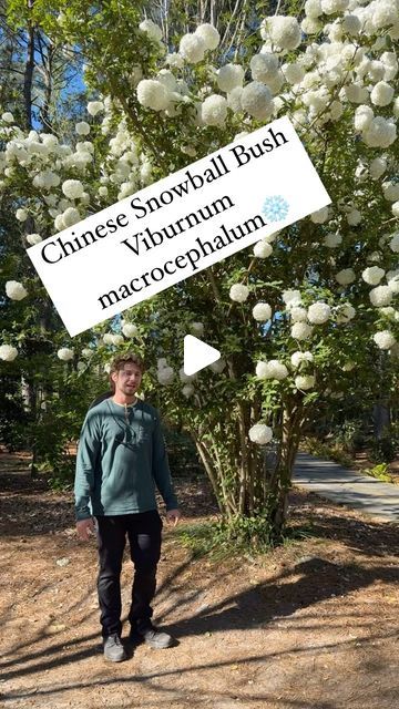 Moore Farms Botanical Garden on Instagram: "Horticulture Supervisor Max McKeown shows us a hydrangea look a like that really shows off in the spring, Chinese Snowball Bush; Viburnum macrocephalum" Chinese Snowball Viburnum, Snowball Viburnum Landscape, Snowball Plant, Snowball Bush, Snowball Viburnum, Cabin Life, Botanical Garden, Backyard Ideas, Horticulture