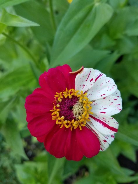 Pink Perennials, Zinnia Elegans, Flowery Wallpaper, Shade Perennials, Pink Plant, Plant Information, Gorgeous Flowers, Perennial Garden, Shade Plants