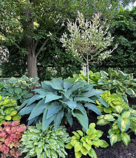 Hostas Garden Ideas, Hosta Gardens Layout, Hosta Garden Ideas, Front Yard Flower Bed Ideas, Yard Flower Bed Ideas, Hostas Garden, Front Yard Flower Bed, Edge Ideas, Fine Gardening Magazine