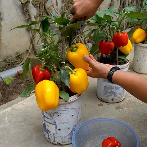 Bell Pepper Growing, Diy Balcony Garden, Pepper Growing, Pepper Garden, Growing Bell Peppers, Diy Balcony, Bell Peppers, Bell Pepper, Plastic Containers