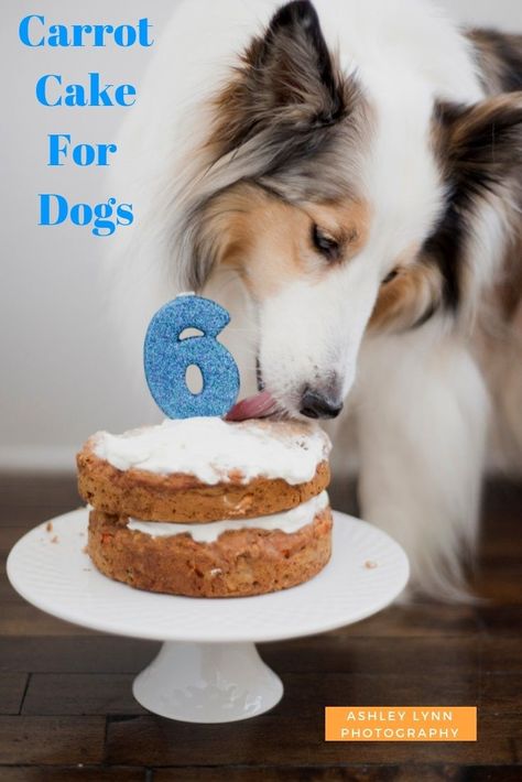 Celebrate a special dog's day with this carrot cake for dogs recipe from Ashley Lynn Photography,  #Sheltie #dogtreats Dogs Hacks, Cake For Dogs, Dogs Cake, Dog Birthday Cake Recipe, Pet Recipes, Dog's Birthday, Dog Cake Recipes, Dogs Stuff, Dogs Training