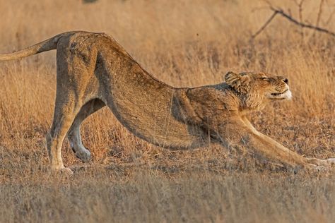 Lion Stretching Lion Stretching, Big Cats, Wild Cats, Animal Photography, Animals And Pets, Stretching, Panther, Global Community, Kangaroo