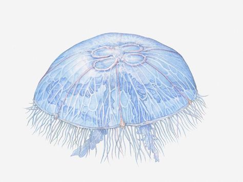 Moon Jellyfish Drawing, Pet Jellyfish, Jellyfish Aesthetic, Aesthetic Jellyfish, Jellyfish Lantern, Jellyfish Jewelry, Jellyfish Costume, Jellyfish Illustration, Moon Jellyfish