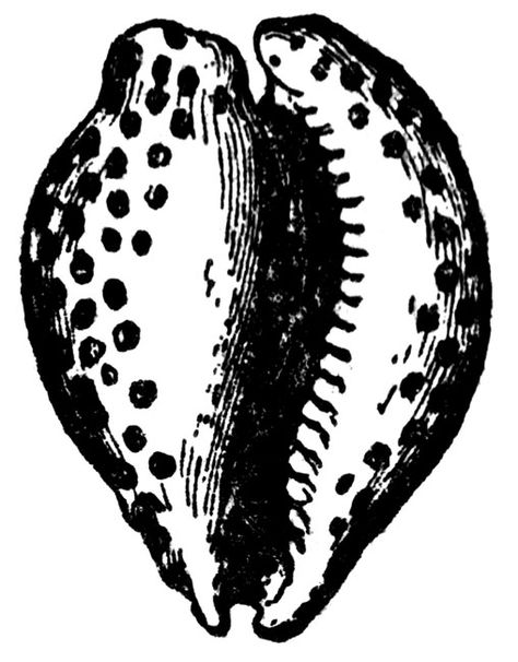 Cowrie Summer Coloring Sheets, Shell Drawing, Shell Tattoos, Cowry Shell, Human Canvas, Mountain Tattoo, Online Coloring Pages, African Pattern, Vintage Tattoo