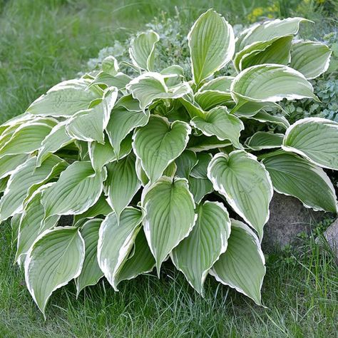 Hosta, Plantain Lily - American Meadows Hosta Francee, Variegated Hosta, Plantain Lily, Shade Loving Perennials, American Meadows, Hosta Plants, Herbaceous Perennials, How To Attract Hummingbirds, Fall Plants