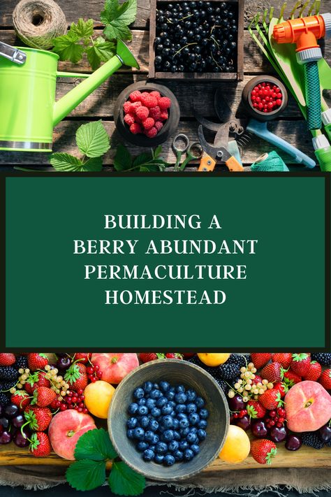 Why, How and What berries to plant on your permaculture homestead. Growing Berries, Permaculture Homestead, Berry Patch, Permaculture, Small Town, Home Garden, Berry, To Grow, Home And Garden