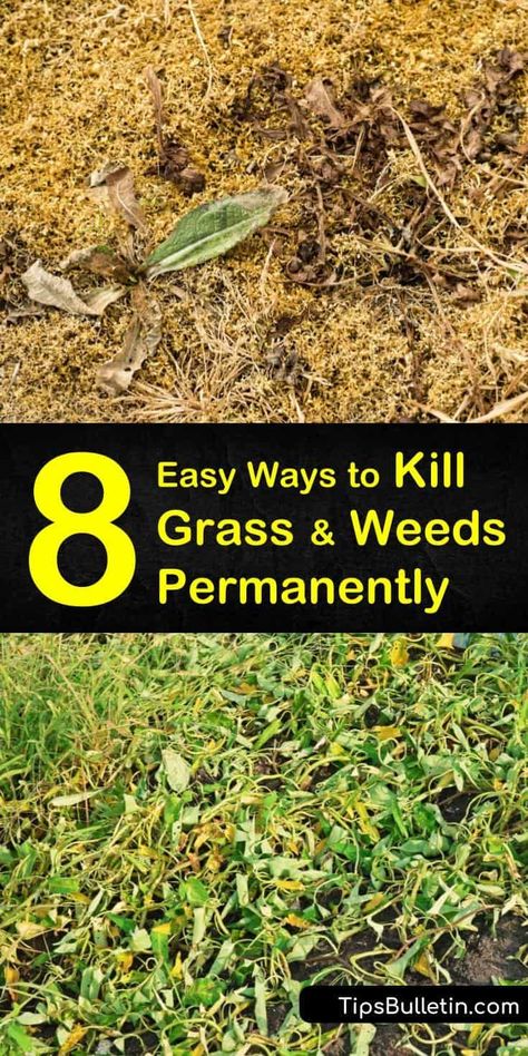 Discover what kills grass and weeds permanently using both organic and chemical weed control. Learn how to kill weeds without killing grass using a selective weed killer and careful application. Add mulch and pre emergents to prevent new weeds from growing. #kills #grass #weeds #permanently Kill Grass And Weeds, Kill Grass, Kill Weeds Naturally, Hill Landscaping, Killing Weeds, Grass Weeds, Stone Landscaping, Diy Lawn, Grasses Landscaping