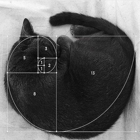 Bored Panda on Instagram: “Fibonacci Cat  via @itisartime . . . #boredpanda #art #cat #cats #animals #fibonacci” Fibonacci Golden Ratio, Golden Section, Golden Spiral, Fibonacci Sequence, Fibonacci Spiral, Have A Good Weekend, Golden Ratio, Nautilus, Logo Design Inspiration