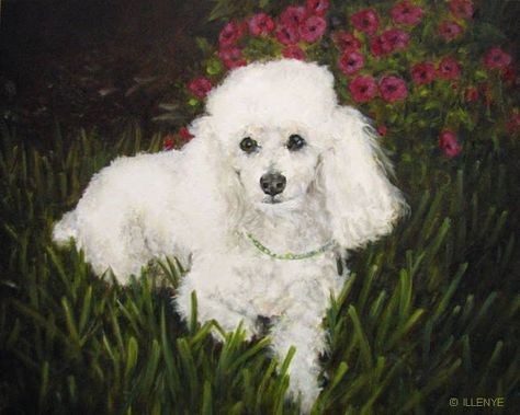 jeanne illenye looking after them... Poodle Painting, Poodle Portrait, Poodle Drawing, Pallet Dog Beds, White Poodle, Carmen Miranda, Vintage Poodle, Pet Portrait Painting, 강아지 그림