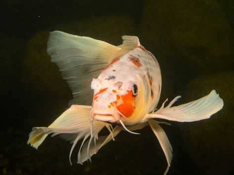 Some people don’t see the charm or uniqueness of butterfly koi and think of them as the “black sheep” of koi. We have even heard people say butterfly koi are not real koi fish! Simply not true! As many other DO know, butterfly koi can be some of the best koi in any koi collection! Koi Photography, Koi Fish Photography, Aquascape Pond, Karp Koi, Fish Information, Butterfly Koi, Koi Painting, Fish Hatchery, Koi Art