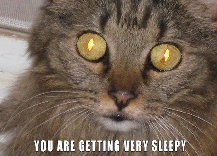 You are getting very sleepy Hilarious Captions, Very Sleepy, Funny Animals With Captions, Cat Quotes Funny, Paws And Claws, Cat Pictures, Cat Quotes, Funny Cat Pictures, Silly Cats