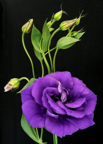 Purple Lisianthus, Lisianthus Flowers, Growing Lavender, Flower Guide, Unique Flowers, Sugar Flowers, Purple Flower, Types Of Flowers, Purple Roses