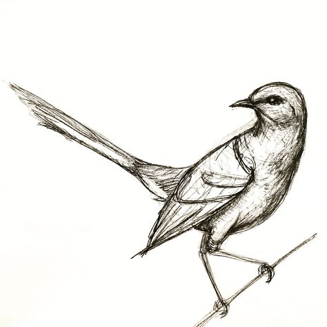 A quick mockingbird drawing Mockingbird Drawing, Teenage Drawings, Drawing Bird, Bird Drawing, Bird Drawings, Sketch, Pencil, Drawings