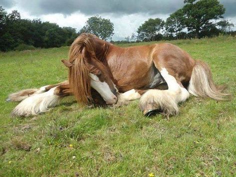 35 Adorable and Cute Sleeping Animals - Horse Laying Down, Sleeping Animals, Clydesdale Horses, Most Beautiful Horses, Most Beautiful Animals, Majestic Horse, All The Pretty Horses, Horse Crazy, Pretty Animals