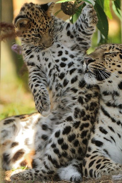 **sweet... Amur Leopard, Leopard Cub, Cheetahs, Domestic Cat, Large Cats, Leopards, Exotic Pets, Wild Animals, Beautiful Cats