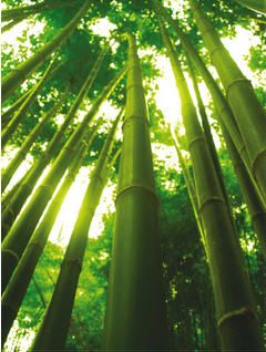 chinese bamboo tree Chinese Bamboo Tree, Tree Story, Chinese Bamboo, Best Honeymoon Destinations, Best Honeymoon, Bamboo Tree, Lake Wall Art, Best Fruits, Honeymoon Destinations