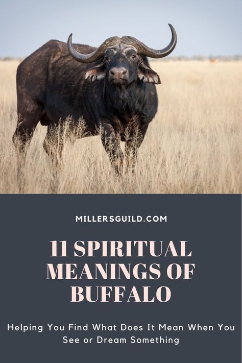 11 Spiritual Meanings of Buffalo 2 Animals Symbolism, When Someone Hurts You, Spirit Animal Meaning, Animal Meanings, African Buffalo, Spiritual Animal, Animal Spirit Guides, Sign Meaning, Animal Guides