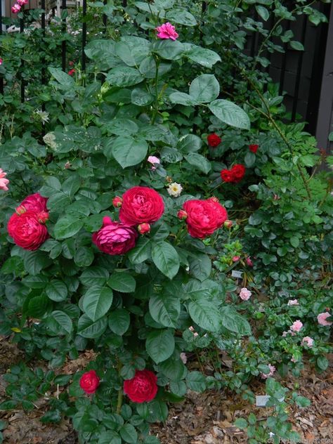 Ascot Rose, Grandiflora Roses, Rose Photo, Rose Photos, Gardening Ideas, The Rose, Outdoor Gardens, Grapes, Roses