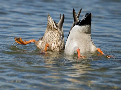 Bottoms up!!  Two ducks dive in the river Rhine near Speyer, western Germany Duck In Water, Duck Tattoos, Animal Captions, Birds Photography Nature, Mallard Duck, Pictures Of The Week, Two Birds, Picture Captions, Mallard