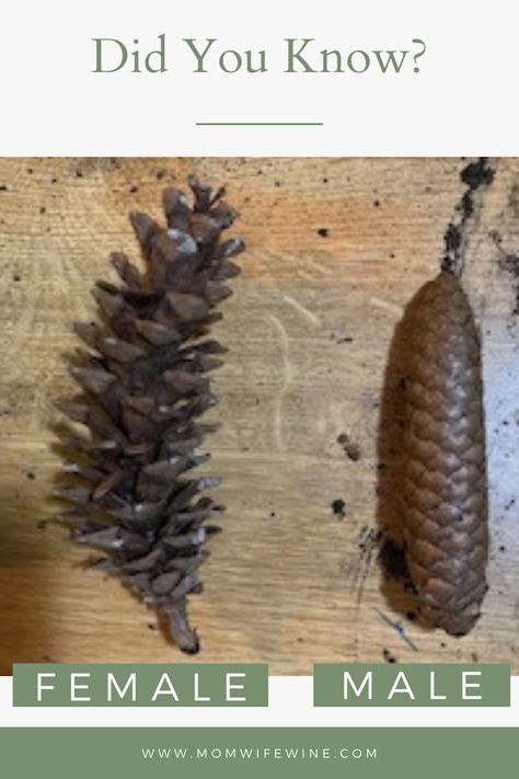 Plant A Pinecone, Plant Pine Cones, How To Grow Pine Cones, Grow Pine Tree From Pine Cone, Grow A Pinecone, Planting A Pine Cone, Pine Cone Growing, Grow Tree From Pinecone, Pine Cone Plant