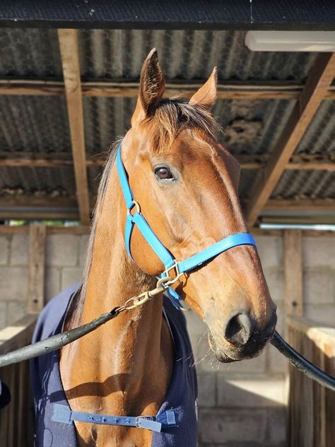 Harness Racing, The One And Only, The Boy, Stables, One And Only, The One, Australia