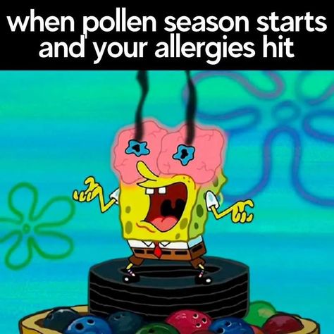 Seasonal Allergies Funny, Allergies Quote, Allergy Memes, Allergies Funny, Winter Allergies, Spring Allergies, Christmas Tree Decorations Ribbon, Be Like Meme, Cat Allergies