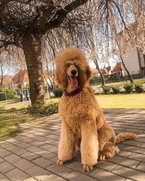 Giant Poodle, Standard Poodle Puppies, Oatmeal Dog Shampoo, Poodle Puppy Standard, Long Haired Dogs, Poodle Puppies, Huge Dogs, Hypoallergenic Dogs, Giant Dogs