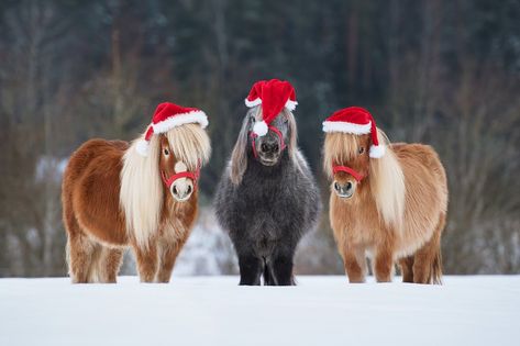 Mini Shetland Pony, Horse Senior Pictures, Horse Background, Horses In Snow, Funny Horse Pictures, Pictures With Horses, Snowy Field, Winter Horse, Mini Pony