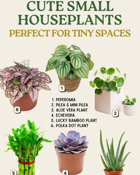 🌱 Cute Small Houseplants: Perfect for Tiny Spaces 🌱 1️⃣ Peperomia: This plant thrives in medium to low light and prefers to dry out between waterings, making it easy to care for. 2️⃣ Pilea & Mini Pilea: Known for their charming, coin-shaped leaves, these plants prefer bright, indirect light and should be watered when the top inch of soil is dry. 3️⃣ Aloe Vera Plant: Aloe vera is a hardy succulent that enjoys bright light and infrequent watering, making it a great low-maintenance option. 4... Pilea Plant Care, Plant Aloe Vera, Small Houseplants, Pilea Plant, Pinterest Plant, Lucky Bamboo Plants, Indoor Oasis, All Things Green, Plant Care Tips