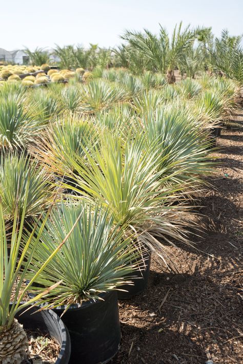 Yucca Rostrata — GDNC Nursery Yucca Rostrata, Drought Tolerant Landscape, Landscape Designers, Sun And Water, Landscaping Tips, Desert Plants, House Landscape, Flower Bed, Fade Color