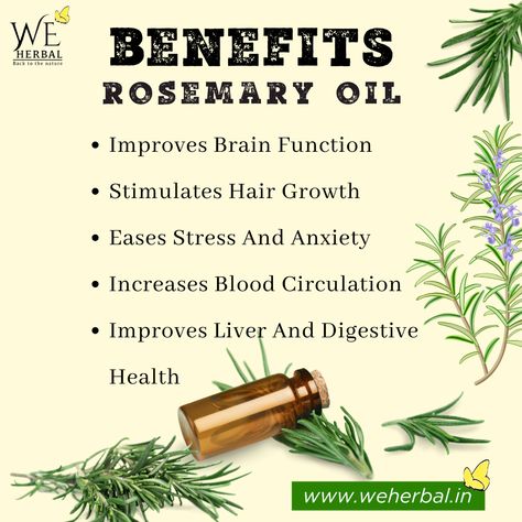 Benefits of Rosemary Oil Rosemary Oil Benefits, Rosemary Benefits, Clove Oil Benefits, Benefits Of Rosemary Oil, Witchy Herbs, Benefits Of Rosemary, Hair And Skin Vitamins, Rosemary Recipes, Herbal Oils