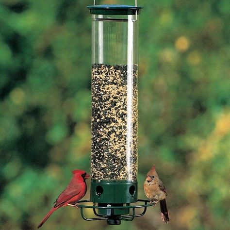 Squirrel Proof Bird Feeders, Wild Bird Feeders, Hanging Bird Feeders, Wild Bird, Bird Seed, Goldfinch, Bird Feeder, Sunflower Seeds, Wild Birds