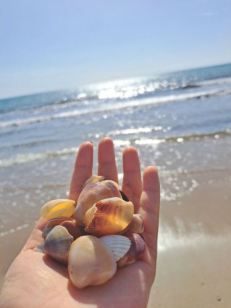 Beach Shells Aesthetic, Shells Aesthetic, Collage Des Photos, Beach Shells, Fruit Wallpaper, Cool Instagram Pictures, Summer Blue, Summer Wallpaper, Instagram Pictures