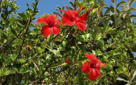 floración de hibisco o rosa china Rosa China, China Garden, Havana Nights, Garden Swing, Green Living, Organic Gardening, Container Gardening, Garden Party, Havana