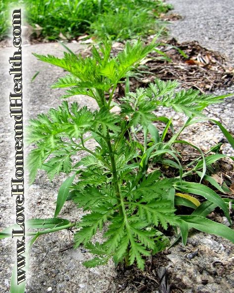 Sweet Annie Uses, Sweet Annie Plant, When To Plant Seeds, Crunchy Stuff, Medicinal Herbs Remedies, Herbs Remedies, Urban Foraging, Medicine Recipes, Medicinal Wild Plants