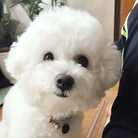 Top 12 Things Bichon Frises Don’t Like - The Paws Poochon Dog, Bichon Dog, Bichon Frise Puppy, Bichon Frise Dogs, Dog Cuts, Funny Dog Memes, Puppies And Kitties, Yorkie Dogs, Maltese Dogs