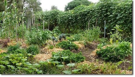 Food Forest Garden, Permaculture Garden, Permaculture Gardening, Permaculture Design, Edible Landscaping, Food Forest, Ground Cover Plants, Urban Gardening, Forest Garden