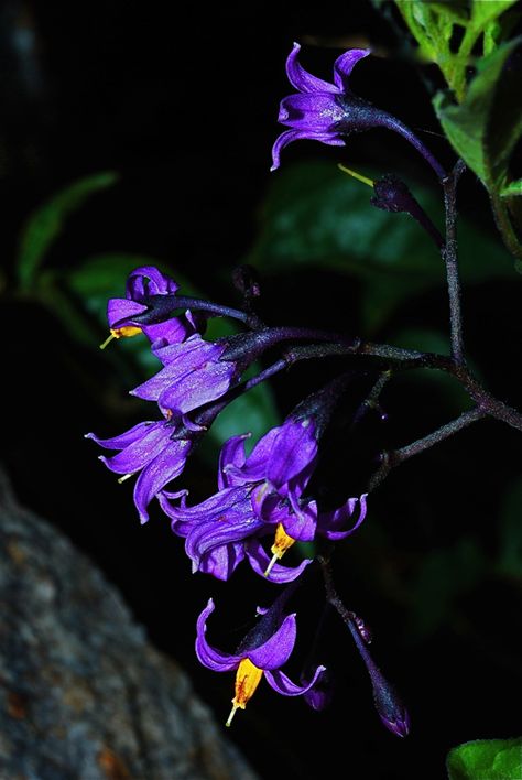 Nightshade Flower Aesthetic, Deadly Nightshade Flower Aesthetic, Belladonna Flower Aesthetic, Amanita Nightshade Aesthetic, Deadly Nightshade Aesthetic, Night Shade Flower, Deadly Nightshade Flower, Bitter Nightshade, Nightshade Berries