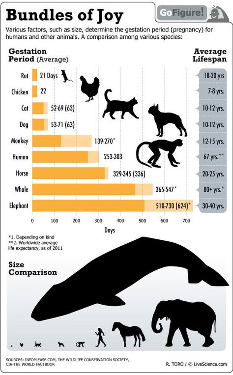 Weird...but informational. I can't believe elephants stay prego for over a year! Zoo Signage, Rhino Species, Veterinary Technician, Animal Facts, Vet Tech, Interesting Information, Zoology, Animals Of The World, Life Science