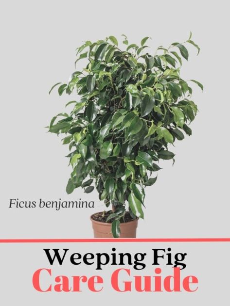 Beginner's Guide: How to Care for Weeping Fig Plant (Indoors) - Suburbs 101 Weeping Fig Plant, Weeping Fig Tree Indoor, Weeping Fig Tree, Weeping Fig, Ficus Benjamina, Fig Plant, Fig Tree, Water Lighting, Plant Life