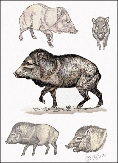 Boar Sketches by M. Peña Feral Pig, Anatomical Drawings, Animals Reference, Animal Information, Reference Animals, Tattoo Nature, Wild Hog, Pig Illustration, Vintage Illustration Art