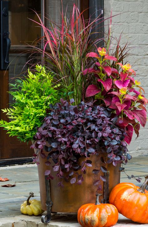 Fall container - Purple Pixie® Loropetalum, 'Lemon Lime' Nandina,, 'Fireworks'… Purple Pixie Loropetalum, Lemon Lime Nandina, Southern Living Plant Collection, Southern Living Plants, Fall Container Gardens, Purple Pixie, Fall Containers, Container Gardening Flowers, Fall Planters