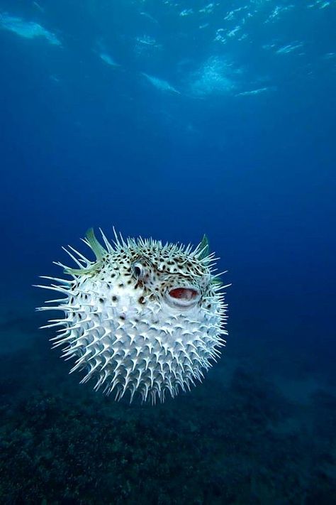 Animal Selfie, Tropical Underwater, Nature Picture, Puffer Fish, Poster Size Prints, Marine Animals, Nature Photographs, Maui Hawaii, Sealife