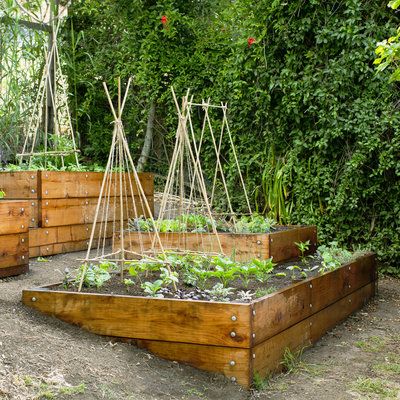 Terraced Vegetable Garden, Suburban Homestead, Terraced Gardens, Small Yard Landscaping, Diy Garden Trellis, Diy Edible, Sloped Backyard, Sunset Magazine, Raised Garden Beds Diy