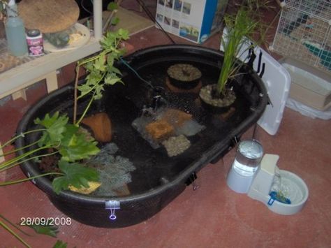 Stock pond Rubbermaid Stock Tank, Turtle Pond Ideas, Turtle Setup, Turtle Tub, Aquatic Turtle Tank, Water Turtles, Big Tortoise, Turtle Terrarium, Indoor Pond